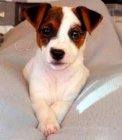 Jack Russell Jack Russell