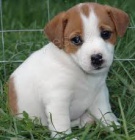 Jack Russell Jack Russell