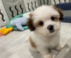 Krásná štěňata shih tzu Krásná štěňata shih tzu