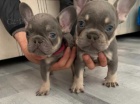 francouzský buldok štěňata francouzský buldok štěňata