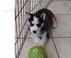 sibiřský husky štěňata sibiřský husky štěňata