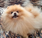 Pomeranian - kryt�