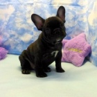 K dispozici jsou roztomil� �t��ata francouzsk�ho buldo�ka