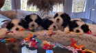 6 kr�sn�ch �t��at Shih Tzu pro adopci