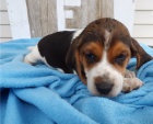 10 týdnů stará štěňata beagle 10 týdnů stará štěňata beagle
