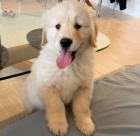 Zlatý retriever Zlatý retriever