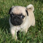 Krsn bov tata mops na prodej