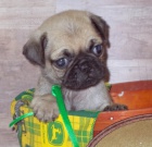 Krsn bov tata mops na prodej