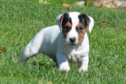získejte úžasná a zdravá štěňata jack russell na prodej. získejte úžasná a zdravá štěňata jack russell na prodej.