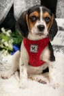 TRIKOLÓRA Štěňata Beagle jsou nyní k dispozici a připravena k prodeji TRIKOLÓRA Štěňata Beagle jsou nyní k dispozici a připravena k prodeji