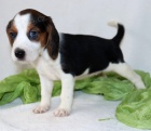 TRIKOLÓRA Štěňata Beagle jsou nyní k dispozici a připravena k prodeji TRIKOLÓRA Štěňata Beagle jsou nyní k dispozici a připravena k prodeji