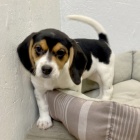 TRIKOLÓRA Štěňata Beagle jsou nyní k dispozici a připravena k prodeji TRIKOLÓRA Štěňata Beagle jsou nyní k dispozici a připravena k prodeji
