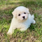 K dispozici jsou kr�sn� �t��ata Bichon frize a p�ipravena k prodeji.