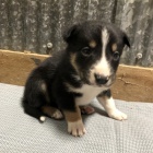 roztomilá štěňátka border kolie na prodej roztomilá štěňátka border kolie na prodej