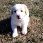 roztomilá štěňátka border kolie na prodej roztomilá štěňátka border kolie na prodej