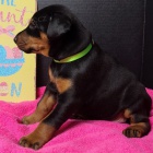 Zdrav� dobrman �t��ata na prodej.