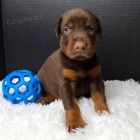 Roztomil� Dobrman �t��ata na prodej.