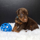 Roztomil� Dobrman �t��ata na prodej.