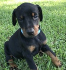 N�dhern� dobermansk� pin� �t��ata na prodej.