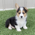 krásná Pembroke Welsh Corgi Štěňata štěňata na prodej. krásná Pembroke Welsh Corgi Štěňata štěňata na prodej.