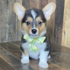 roztomilá štěňata Pembroke Welsh Corgi Puppies na prodej. roztomilá štěňata Pembroke Welsh Corgi Puppies na prodej.