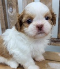 hygienicky a sociálně vyškolení štěňata SHIH TZU na prodej hygienicky a sociálně vyškolení štěňata SHIH TZU na prodej
