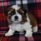hygienicky a sociálně vyškolení štěňata SHIH TZU na prodej hygienicky a sociálně vyškolení štěňata SHIH TZU na prodej