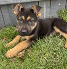 tata nmeckch ovk na prodej