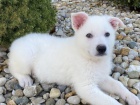 bílé štěňata německých ovčáků na prodej bílé štěňata německých ovčáků na prodej