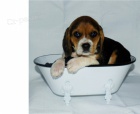 štěňata beagle štěňata beagle