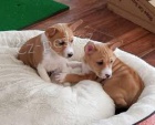štěňata basenji na prodej štěňata basenji na prodej štěňata basenji na prodej štěňata basenji na prodej