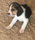 BEAGLE BEAGLE