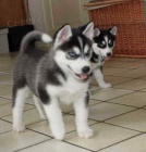 rozkošná štěňata sibiřského husky rozkošná štěňata sibiřského husky