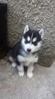 Rozko�n� sibi�sk� husky s kr�sn�mi modr�mi o�ima.