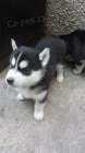 Rozko�n� sibi�sk� husky s kr�sn�mi modr�mi o�ima.