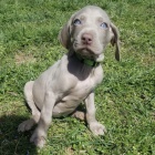 Zdrav� V�marsk� oha�e �t��ata na prodej