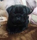 �ern� mops �t��ata k adopci.