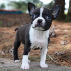 bostonsk�ho teri�ra na prodej.