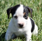 Krásná a rozkošná štěňátka Jack Russell na prodej. Krásná a rozkošná štěňátka Jack Russell na prodej.