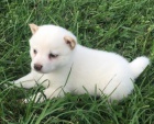 b�l� �t��ata shiba inu na prodej