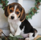 B�gl �t��ata k dispozici a p�ipravena k prodeji.