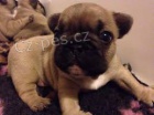 francouzský buldok štěňata francouzský buldok štěňata