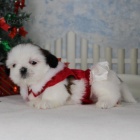 �t��ata SHIH TZU na prodej