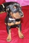 Štěňata dobermana na prodej. Štěňata dobermana na prodej.
