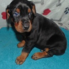 Štěňata dobermana na prodej. Štěňata dobermana na prodej.