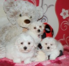 VAKCINOVAN miniaturn maltsk ttka na prodej.