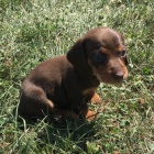 zdrav� �t��ata jezev��k� na prodej