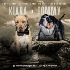 Pitbull �t��ata REZERVACE