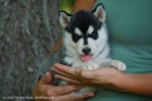 sibiřský husky štěňata sibiřský husky štěňata