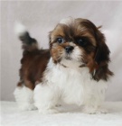 radostná štěňata shih tzu radostná štěňata shih tzu